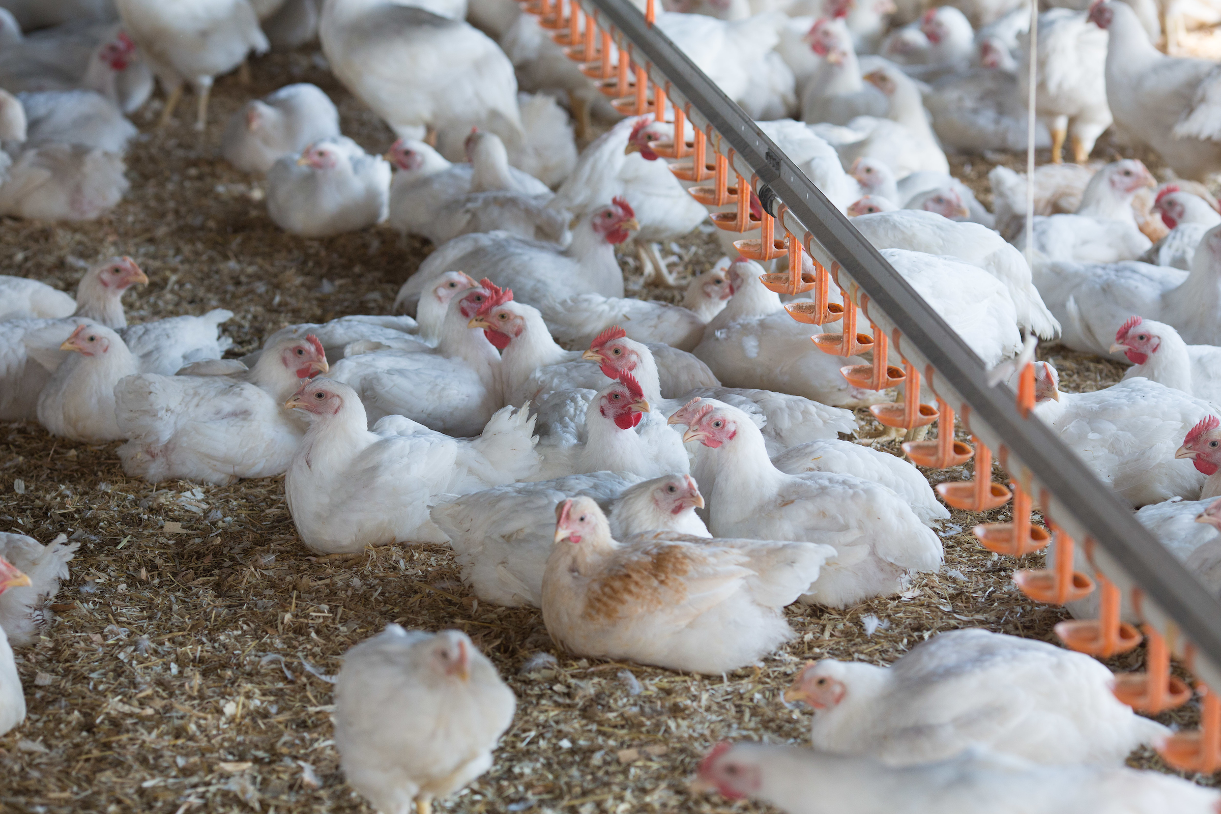 RED TRACTOR FOOD ASSURANCE TO LAUNCH NEW RANGES