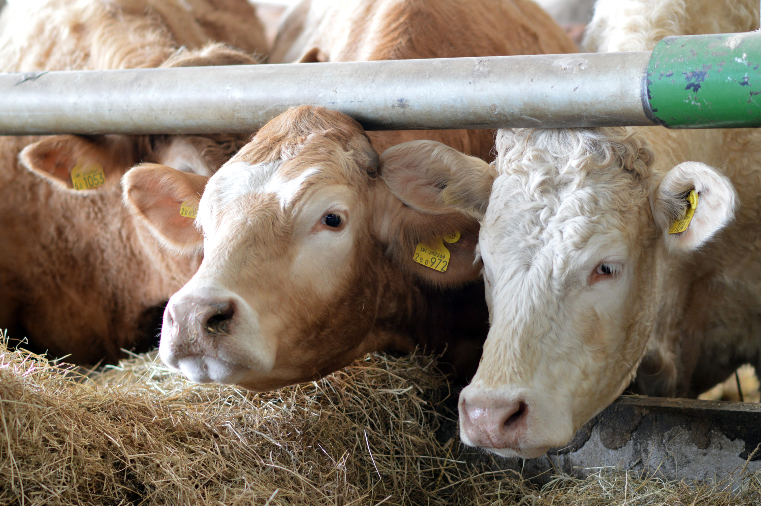 Starting to bring an end to tethered housing systems on Red Tractor farms