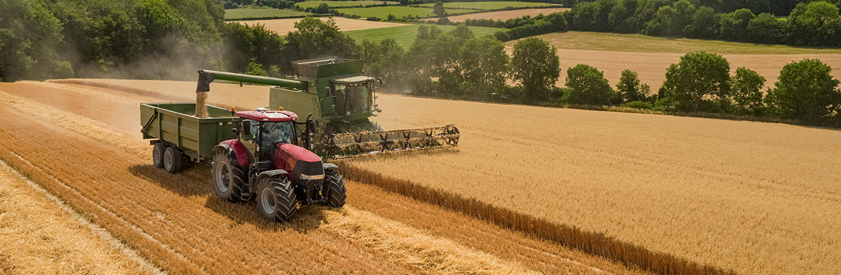 Harvest view of combine harvester cutting summer oats field crop and tractor trailer on farm