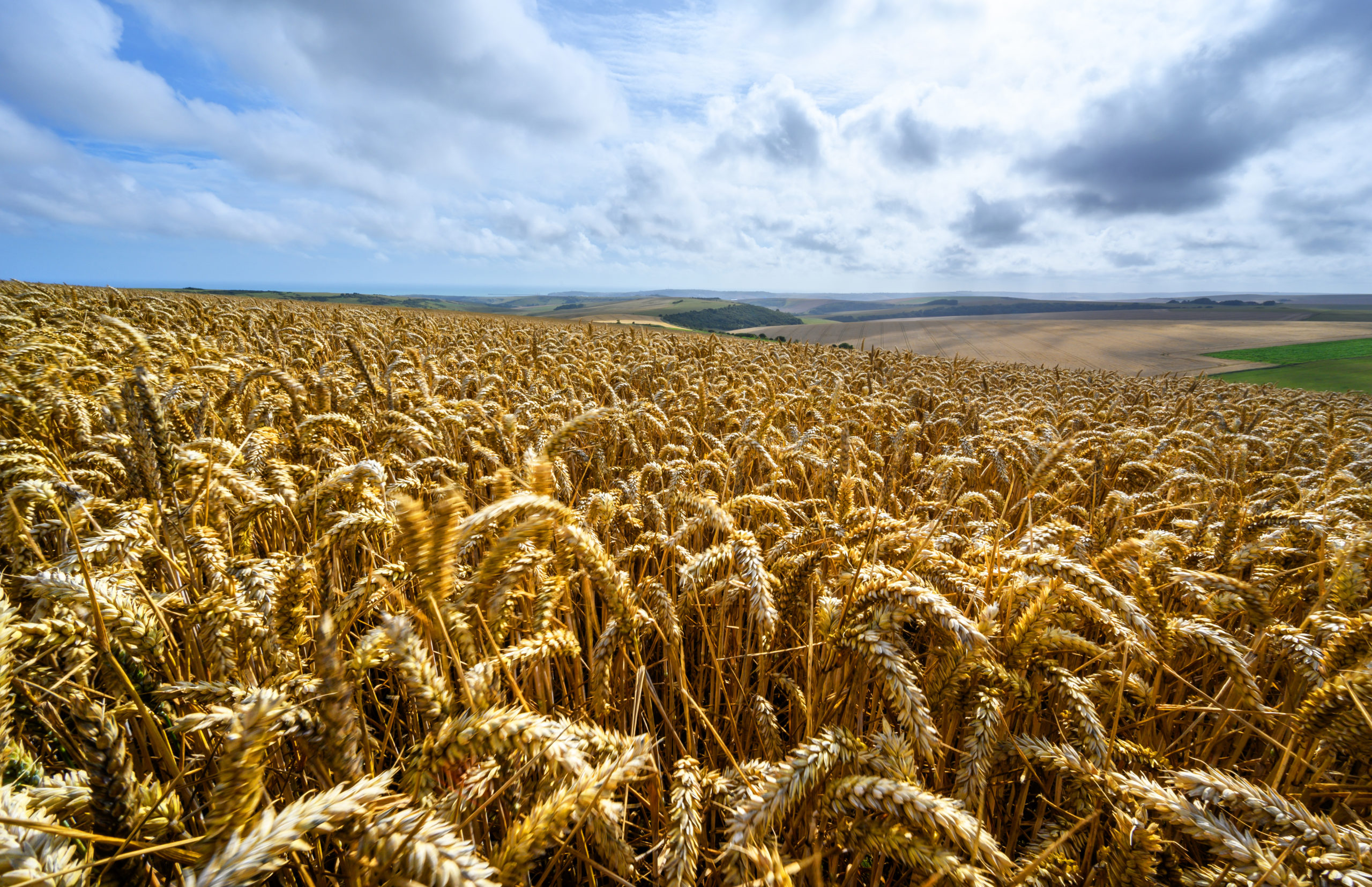 Red Tractor protects UK farmer access to biofuels market 