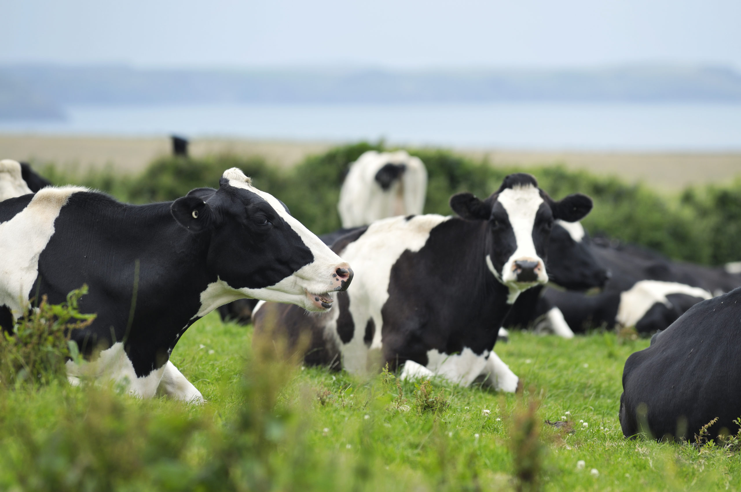 Red Tractor and Tesco combine Dairy farm audit visits
