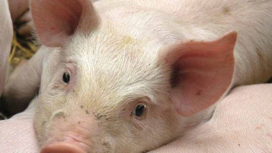 Close up of pig