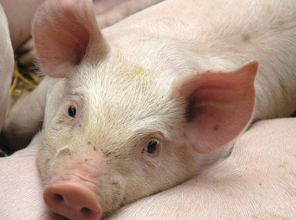 PIG MEMBERS UPDATE