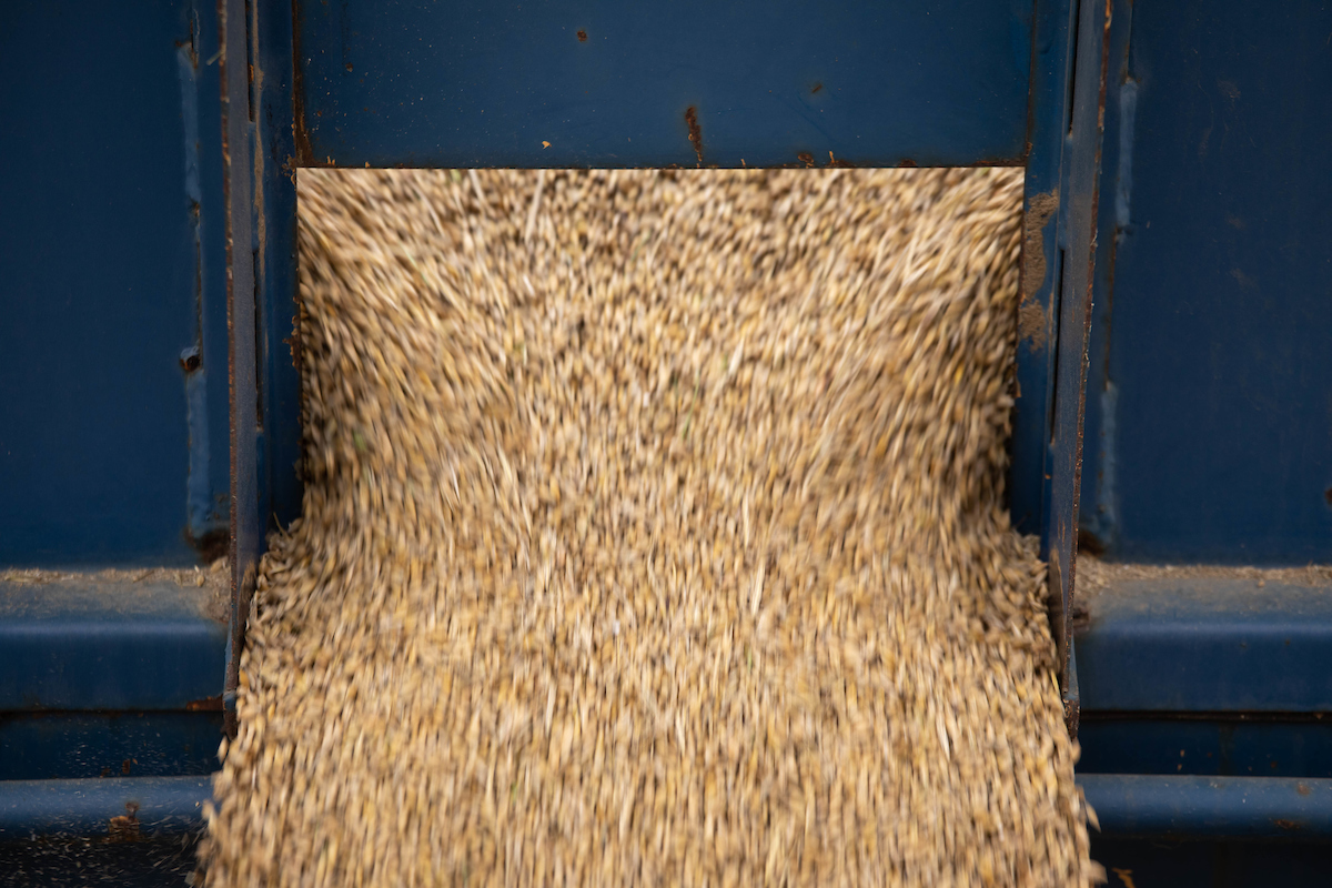 Derogation for members using temporary grain storage