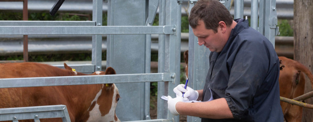 A vet reading TB tests on a beef herd