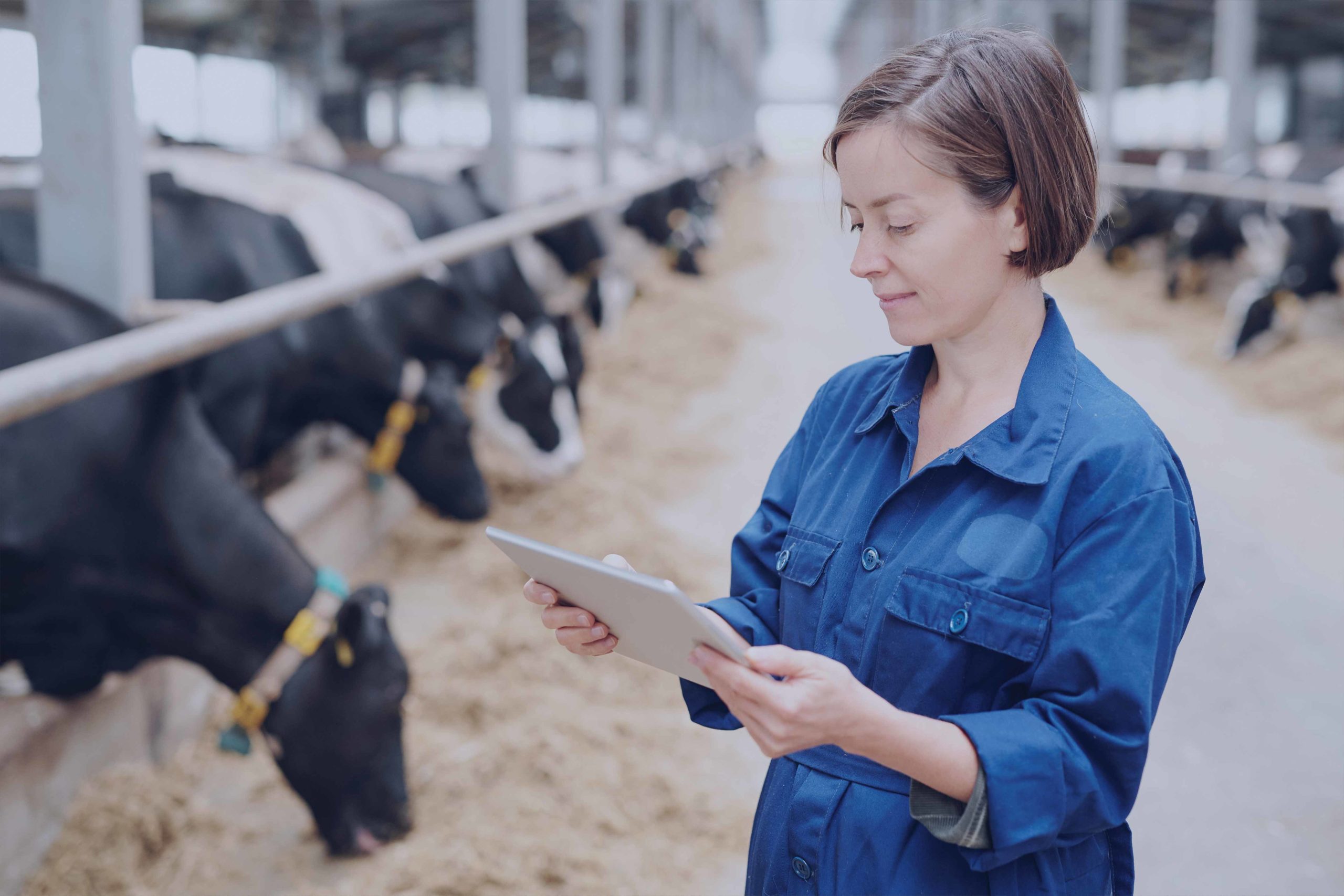 Woman in blue shirt in cattle farm