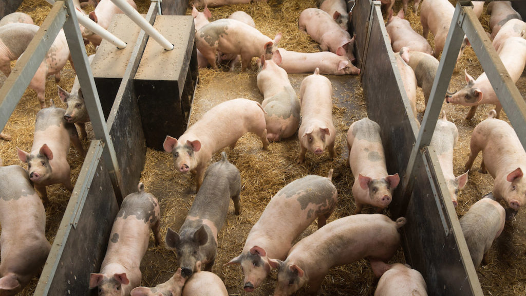 Finishing pigs in a straw unit 