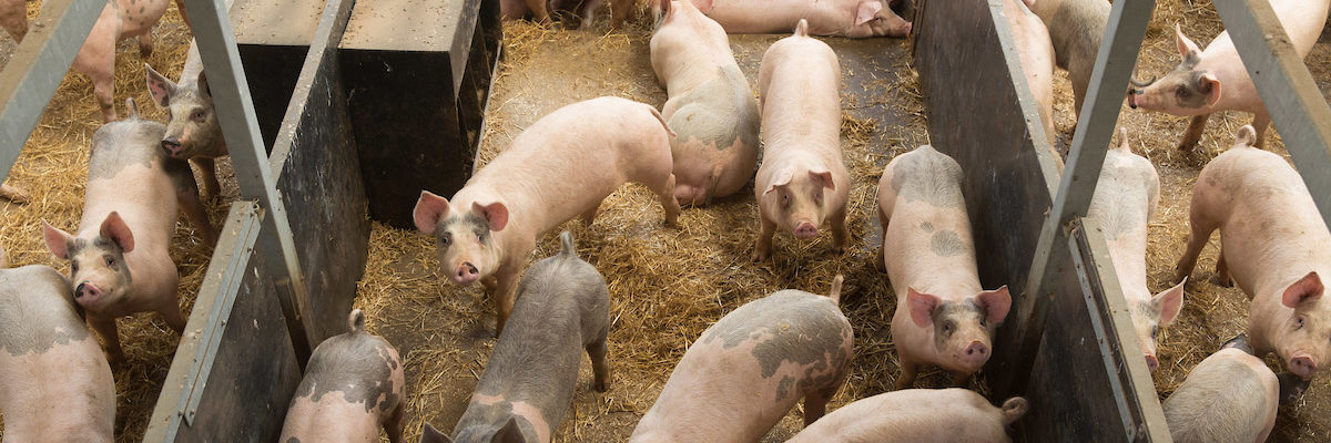 Finishing pigs in a straw unit
