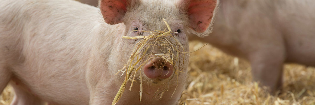 Pig in straw