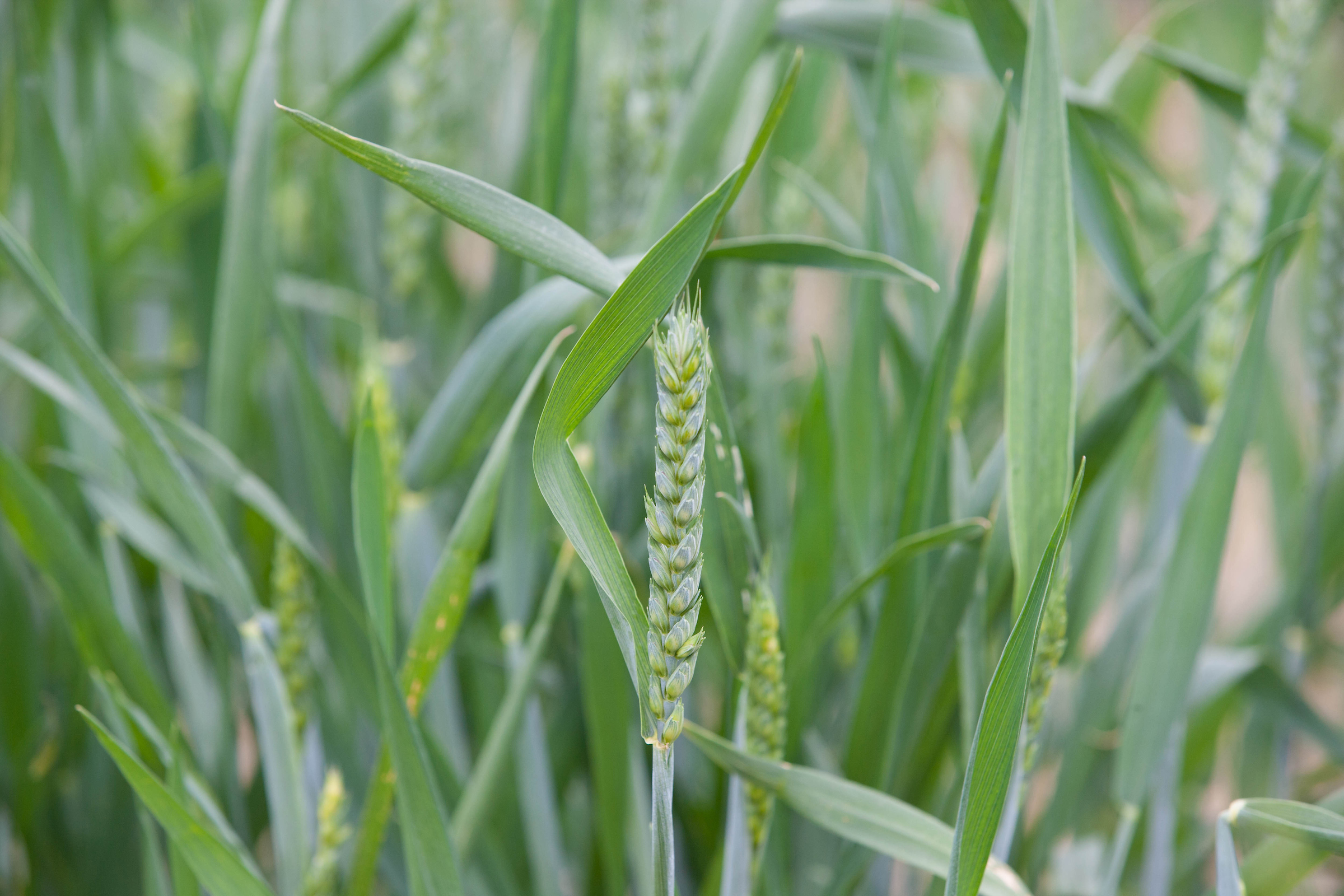 Crops & Sugar Beet Sector Chair Update- Spring 2024