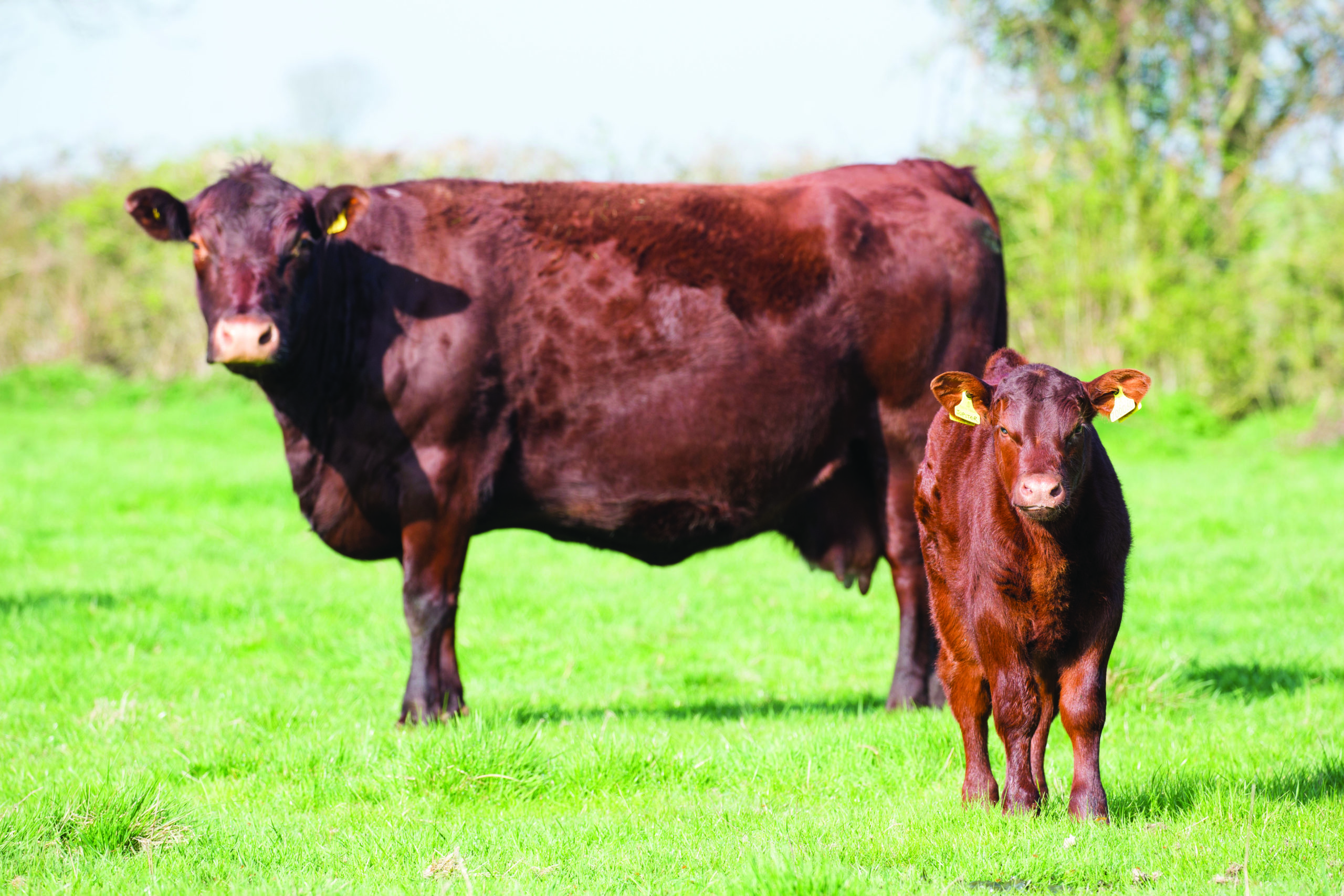 AHDB confirms ‘world leading’ beef and lamb