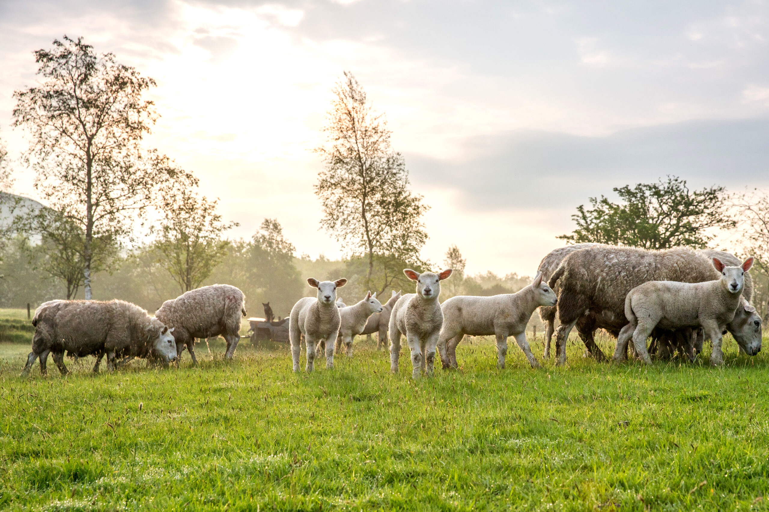 Red Tractor Board Update – July 2024