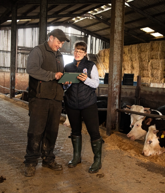 Farmers in a cow shed