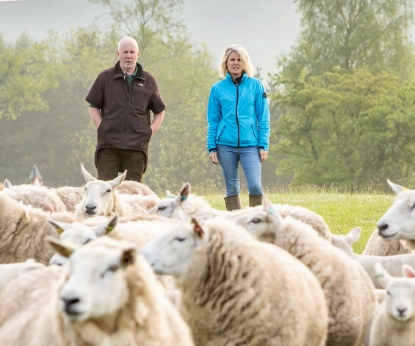 Sheep in a field with farmers