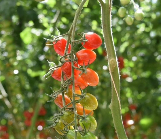 Tomato Plant