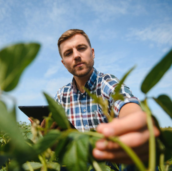 Man inspecting crops