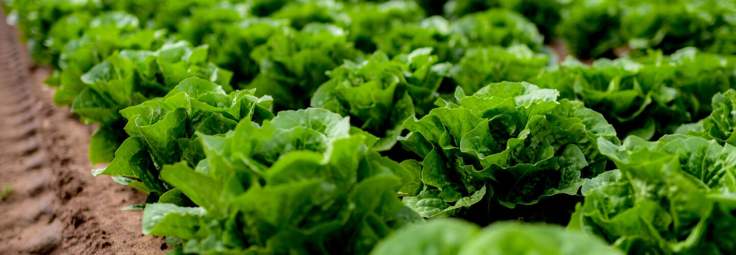 Lettuce field