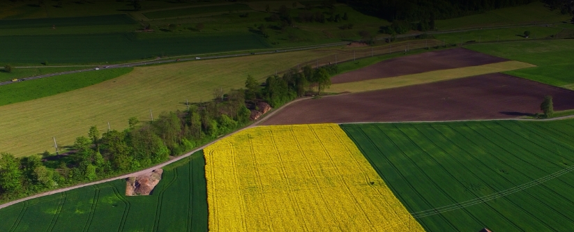 Crops Sector Board Update – June 2025
