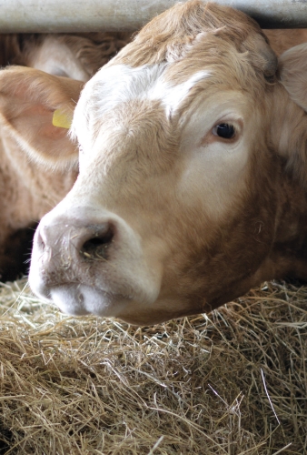 close up of a cows head