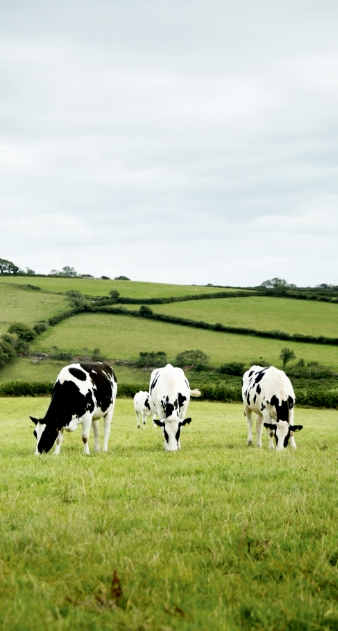 Cows in a field