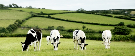Cows in a field