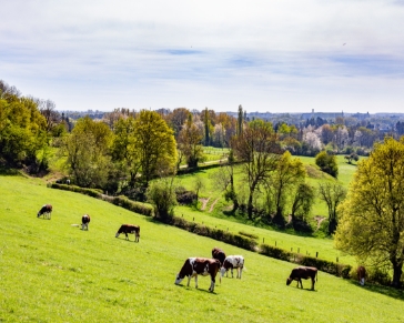 Field of cows