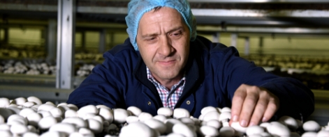 Man inspecting mushrooms