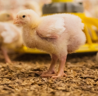 Chick