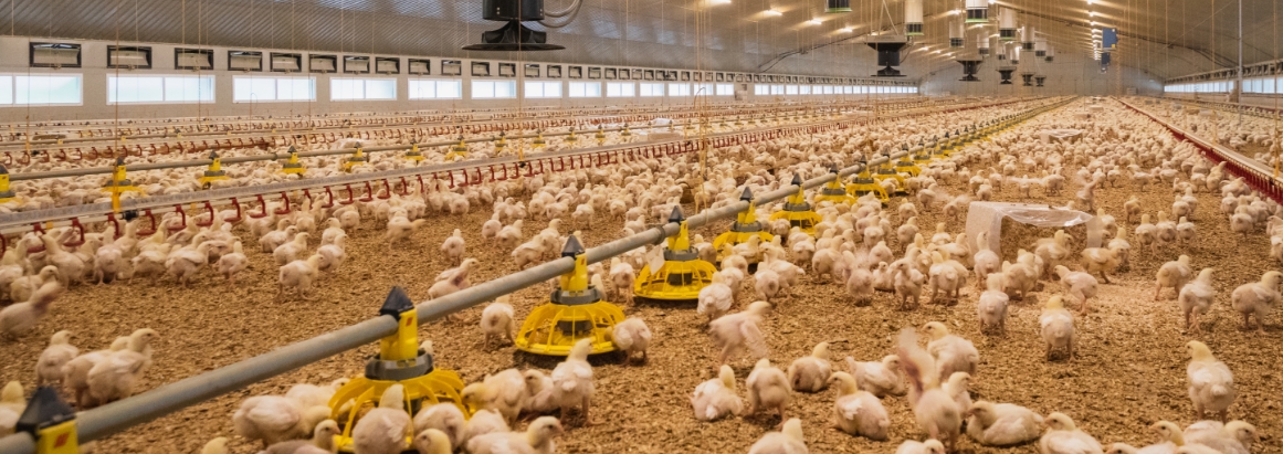 inside chicken farm