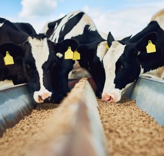 Cows feeding