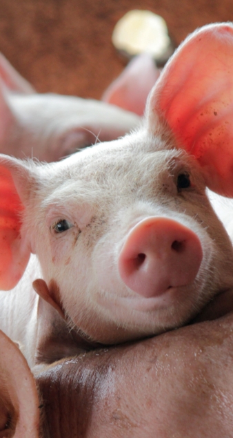 Close up of a pigs face