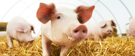 Pigs in a pen