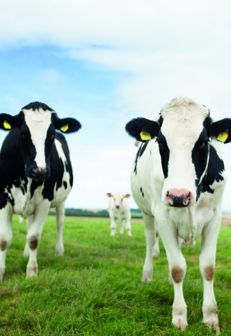 Cows in a field