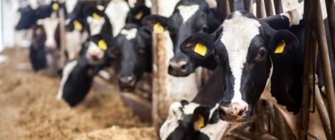 Cows eating