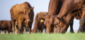 Beef & Lamb Sector Board Update – June 2025