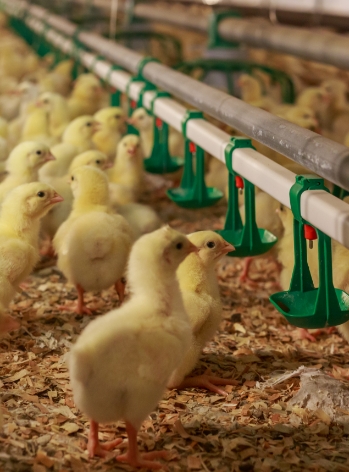Chicks feeding
