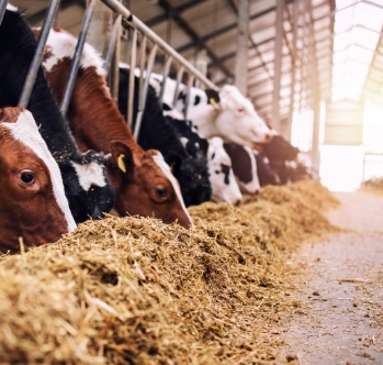 Cows feeding