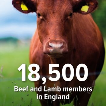18,500 Beef and lamb members in england