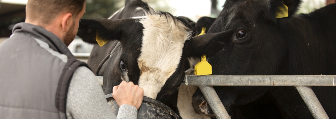 Farmer feeding cows