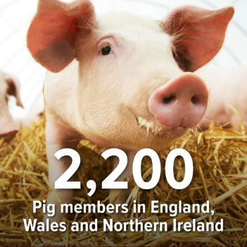2,200 pig members in england, wales and northern ireland
