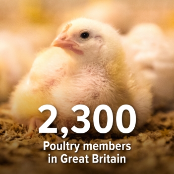 2,300 poultry members in great britain
