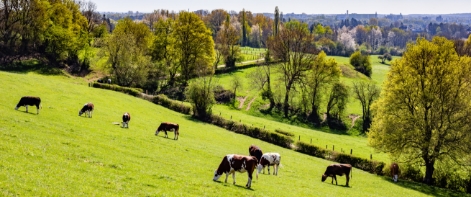 Cows in a field