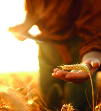 Man in a wheat field