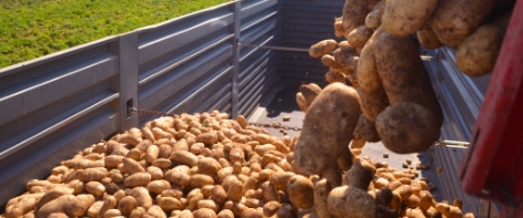 potatoes in a trailer
