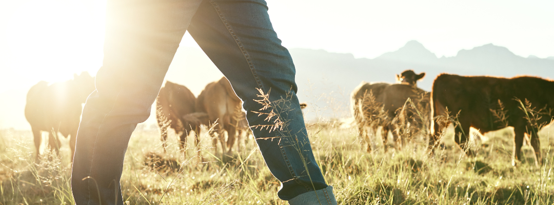 New grant opportunities for English farmers: could the FETF help you? 