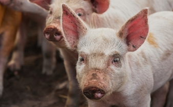 Pig