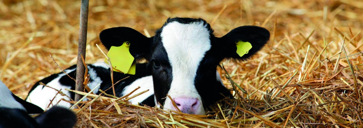 A cow laying in some hay