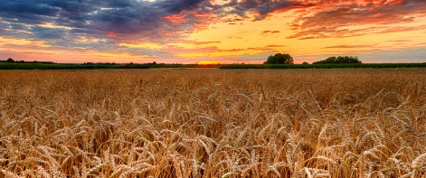A wheat field