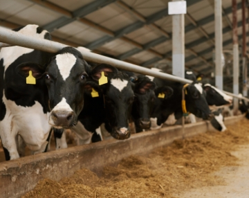 Cows in a barn