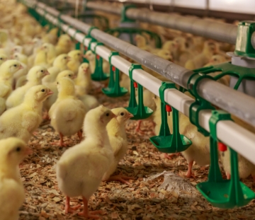 Chicks